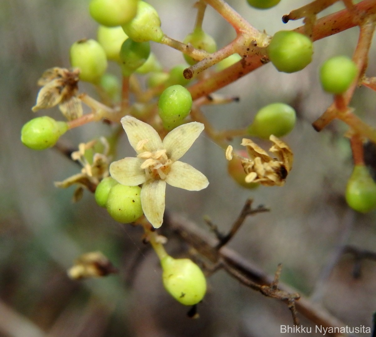 Semecarpus subpeltatus Thwaites